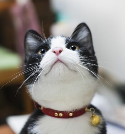 コンテンツ